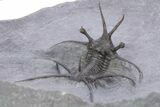 Spiny Ceratarges Trilobite - Zireg, Morocco #356940-5